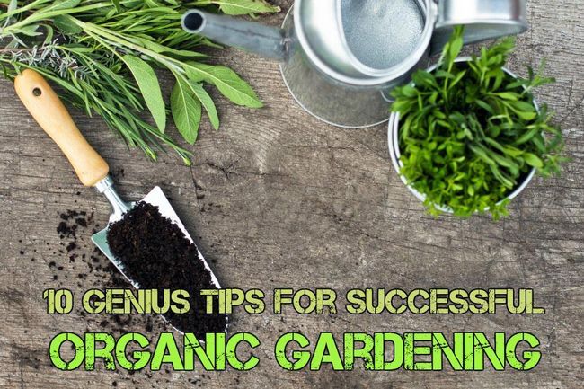 10 conseils pour le jardinage biologique Genius succès