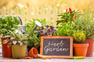 10 Conseils Genius pour le jardinage bio réussie