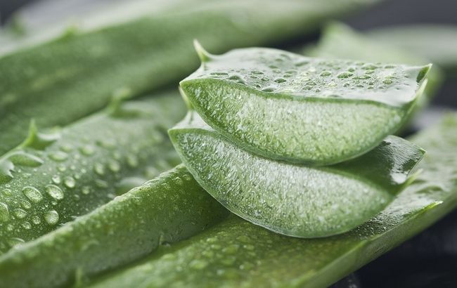 10 raisons pour lesquelles chaque maison doit avoir une plante d'aloe vera