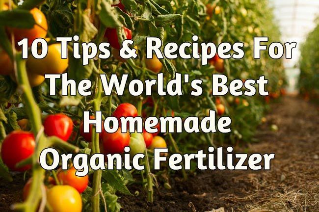 10 Conseils & amp; Recettes pour le monde's Best Homemade Organic Fertilizer