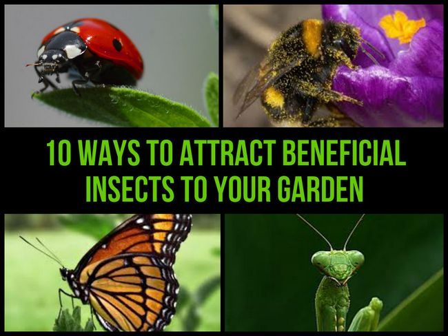 10 façons d'attirer les insectes bénéfiques dans votre jardin