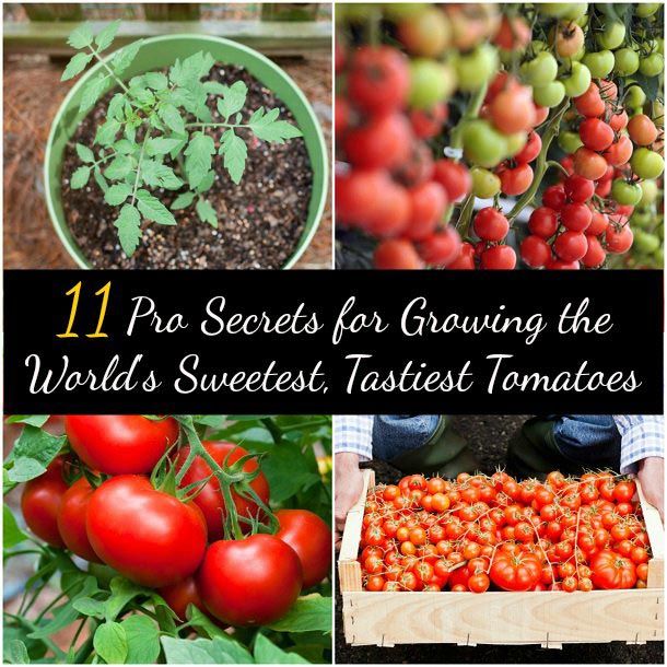 11 secrets pour la culture Pro douces, les tomates plus savoureuses du monde