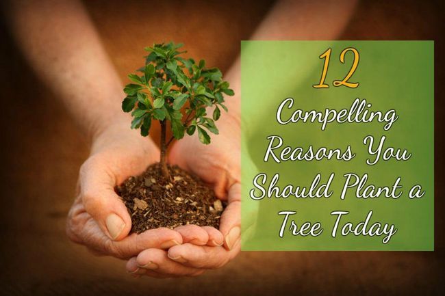 12 raisons impérieuses Vous devez planter un arbre aujourd'hui