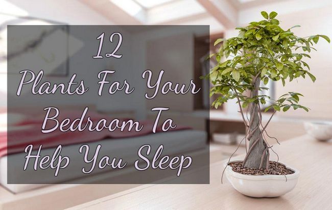 12 plantes pour votre chambre pour vous aider à dormir