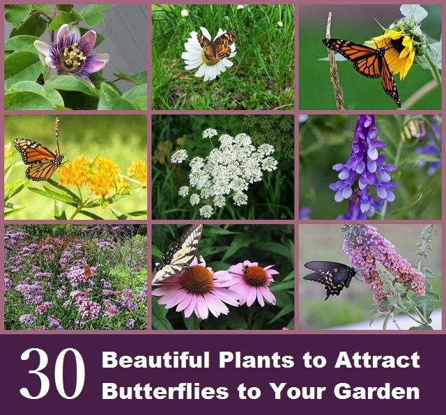 30 Belles plantes pour attirer les papillons dans votre jardin