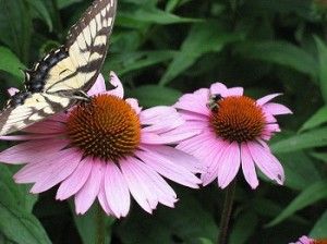 30 belles plantes pour attirer les papillons dans votre jardin