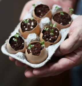 Plantez des graines dans Eggshells