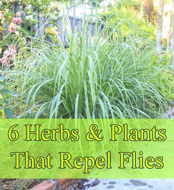 6 Fragrant Herbes & amp; De plantes qui repoussent les mouches