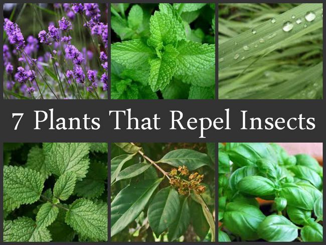 7 plantes qui éloignent les insectes