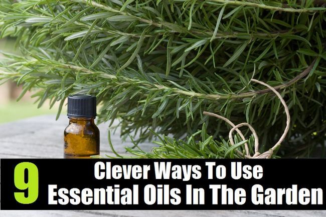 9 Clever façons d'utiliser les huiles essentielles In The Garden