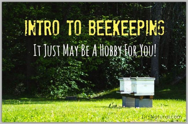 Comment garder des abeilles