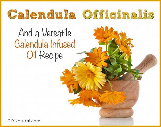 Calendula utilise et une huile de calendula maison infusé