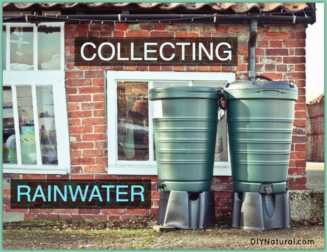 Collecte des eaux de pluie dans des barils de bricolage ou commerciales