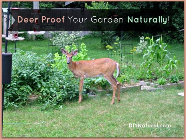 La preuve de Deer votre jardin et cour naturellement