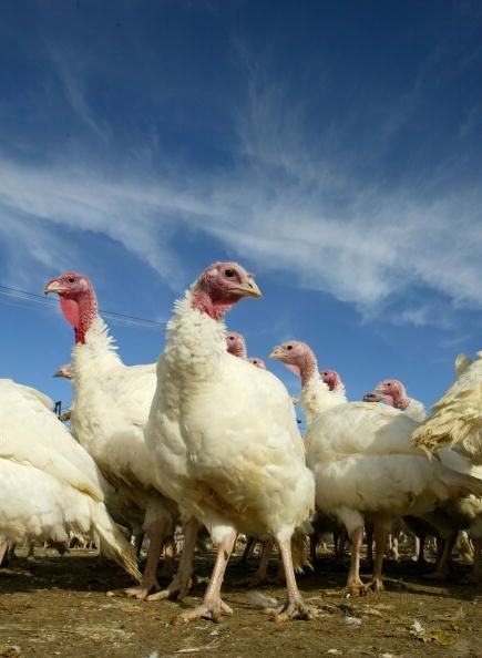 Wille Oiseau Turkey Farm Gets Ready For Action de grâces