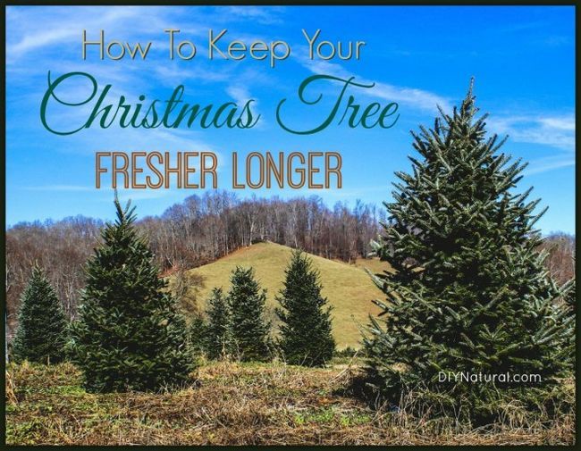 Comment garder un nouvel arbre de Noël