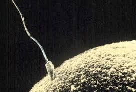 Sperme et l'ovule
