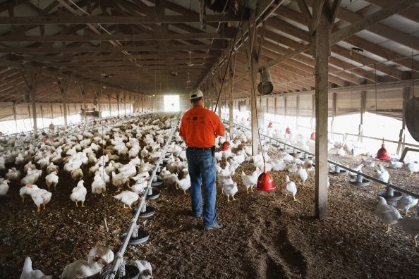 Wokers agricoles dans les fermes avicoles infectées sont offerts médicaments antiviraux pour prévenir la propagation de la grippe aviaire.