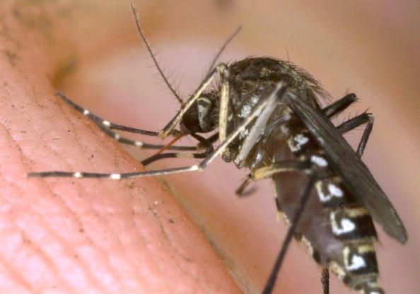 Une piqûre de moustique pendant votre voyage dans les Caraïbes peut vous donner chikungunya comme un souvenir.