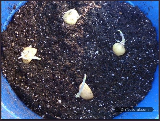 Comment faire pousser des pommes de terre 1