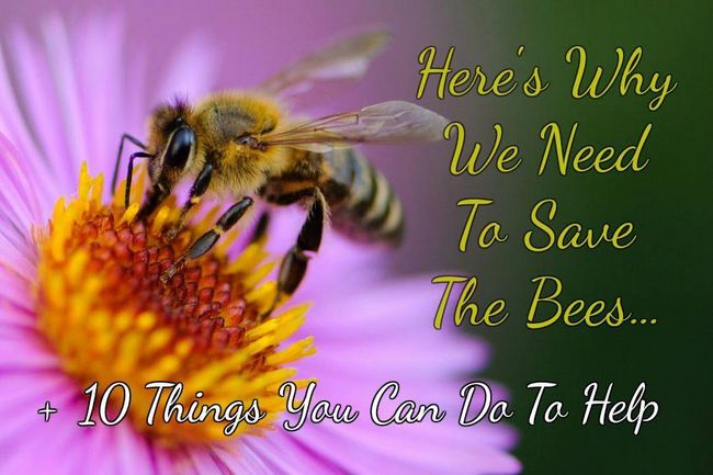 Voici pourquoi nous devons Save The Bees + 10 choses que vous pouvez faire pour aider