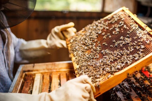 Ici's Why We Need To Save The Bees & 10 Ways You Can Help
