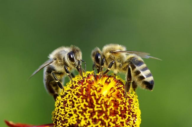 Ici's Why We Need To Save The Bees & 10 Ways You Can Help