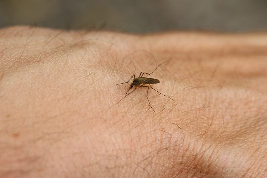 Remèdes à la maison d'arrêt de démangeaisons piqûres de moustiques rapide