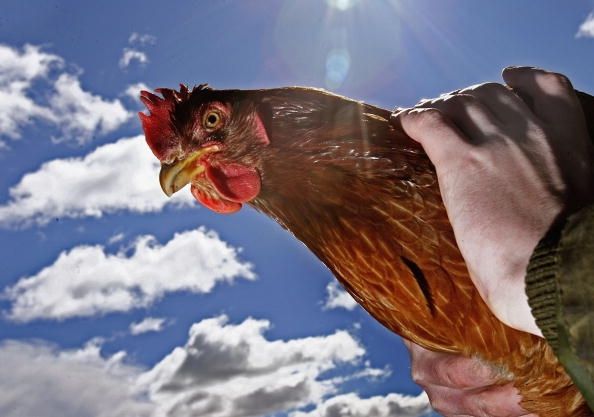 Grippe aviaire Trouvé En Ecosse