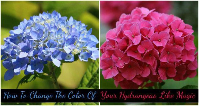 Comment changer la couleur de vos hortensias comme par magie