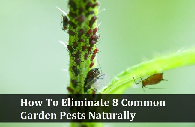 Comment éliminer 8 Jardin Maladies et insectes déprédateurs Naturellement
