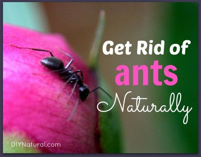 Se débarrasser des fourmis Naturellement
