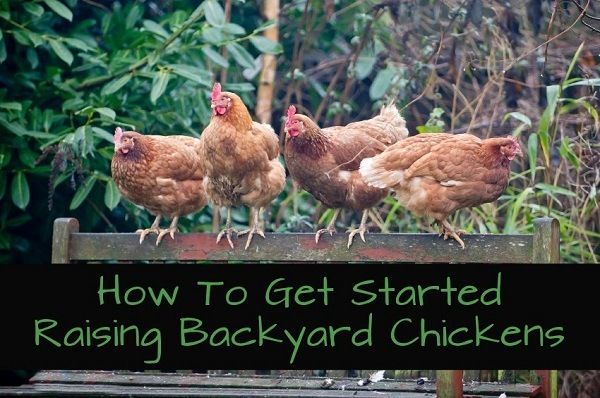 Comment débuter l'élevage de poulets Backyard