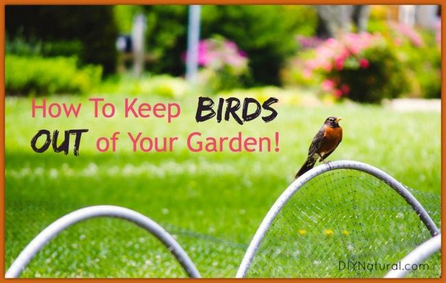 Comment garder votre jardin à l'abri des oiseaux