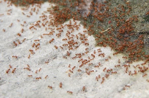 Comment tuer les fourmis