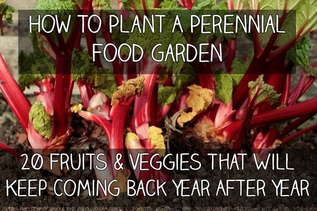 Comment planter un jardin potager pérenne - 20 fruits et légumes qui continuent de revenir année après année