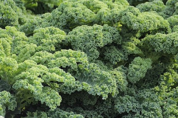 Kale, les choux de Bruxelles deviennent plus en demande sur le marché