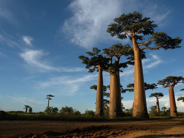 Allée des Baobabs près de Morondava, Madagascar