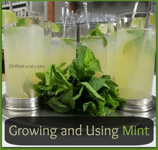 Comment cultiver MINT - Types de Mint
