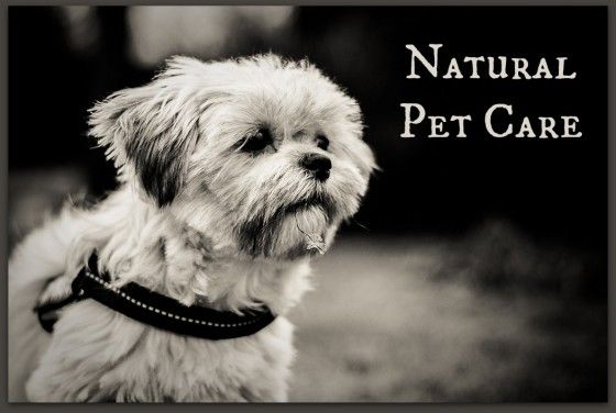 Pet Care naturel