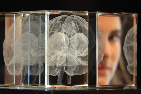 Le volume du cerveau a une faible association avec un score de QI