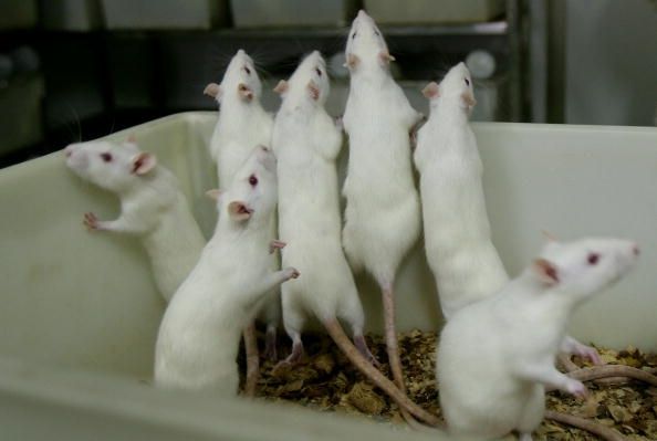 Reconstitués rats ont augmenté vision leur faisant voir la lumière infrarouge
