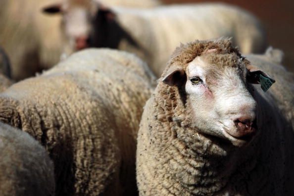 Un diseasein moutons du cerveau peut être en mesure de se propager à d'autres espèces.