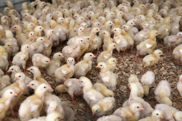 Unis avec de grandes industries de la volaille prennent des mesures pour prévenir ou arrêter la propagation de la grippe aviaire.