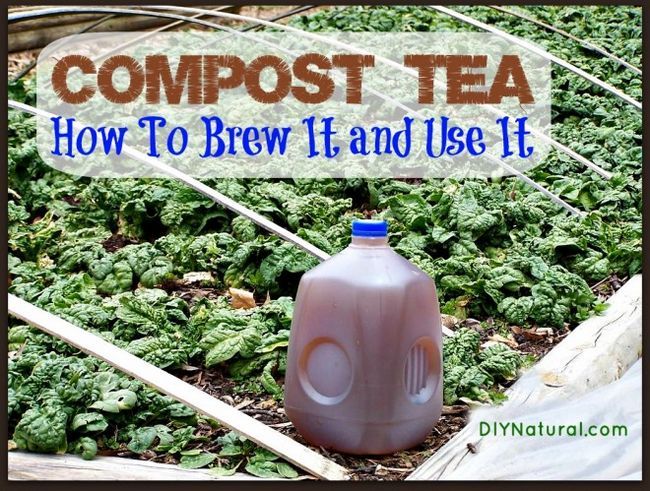 Les secrets pour faire de grand thé de compost