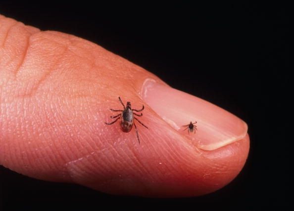 Deux tiques sont photographiés sur un homme's finger. There are several new tick-borne illnesses being reported .