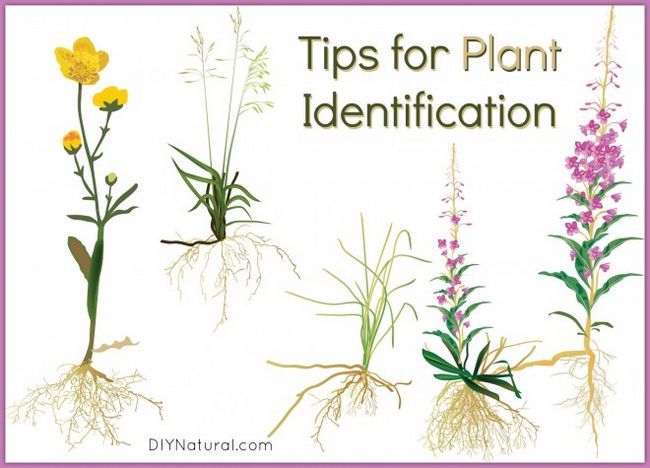 L'identification des plantes