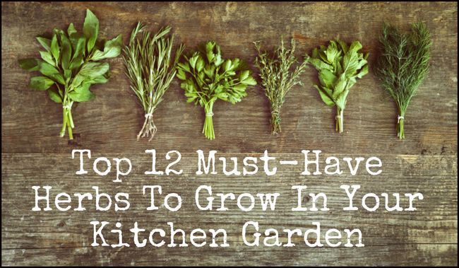 Top 12 must-have herbes de se développer dans votre potager