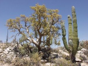 Top 9 plantes communément trouvées dans les déserts