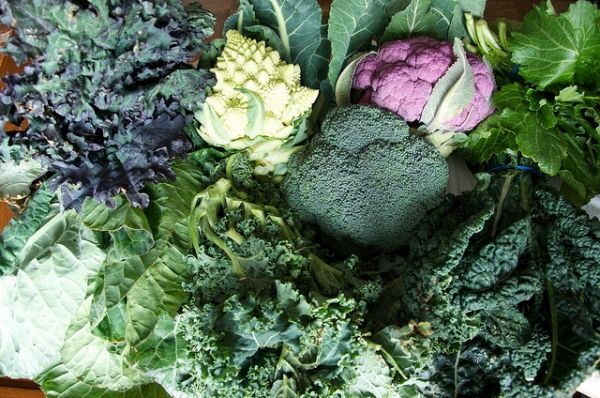 Les légumes qui sont riches en protéines